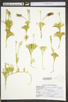 Lycopodium digitatum