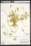 Lycopodium digitatum