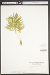 Lycopodium digitatum