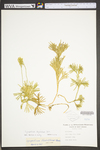 Lycopodium digitatum