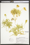Lycopodium digitatum