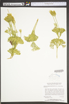 Lycopodium digitatum
