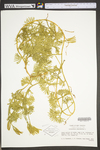 Lycopodium digitatum