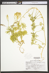 Lycopodium digitatum