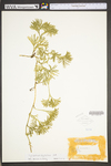 Lycopodium digitatum