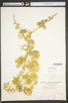 Lycopodium digitatum