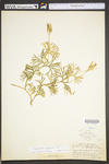 Lycopodium digitatum