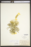 Lycopodium digitatum