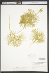 Lycopodium ×habereri