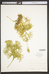 Lycopodium ×habereri