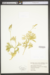 Lycopodium tristachyum