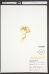 Lycopodium tristachyum