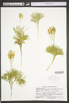 Lycopodium tristachyum
