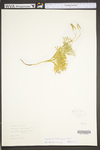 Lycopodium tristachyum