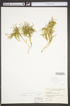 Lycopodium tristachyum