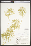 Lycopodium tristachyum