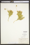 Lycopodium tristachyum