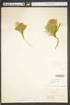 Lycopodium tristachyum