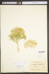 Lycopodium tristachyum