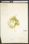 Lycopodium tristachyum