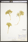 Lycopodium tristachyum