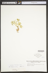 Lycopodium tristachyum