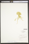 Lycopodium tristachyum