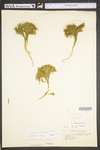 Lycopodium tristachyum