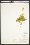 Lycopodium tristachyum