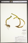 Huperzia lucidula
