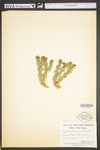 Huperzia lucidula