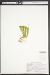 Huperzia lucidula