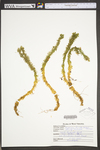 Huperzia lucidula