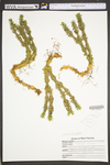 Huperzia lucidula