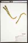 Huperzia lucidula