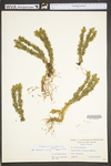 Huperzia lucidula