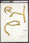 Huperzia lucidula