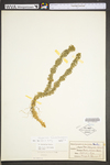 Huperzia lucidula