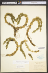 Huperzia lucidula