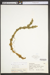 Huperzia lucidula