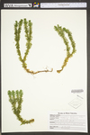 Huperzia lucidula