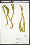 Huperzia lucidula