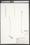 Lycopodiella appressa