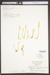 Lycopodiella inundata