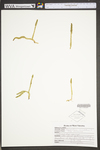 Lycopodiella inundata