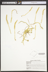 Lycopodiella inundata