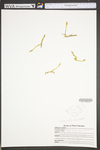 Lycopodiella inundata