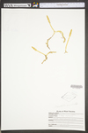 Lycopodiella inundata