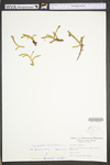 Lycopodiella inundata