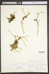 Lycopodiella inundata